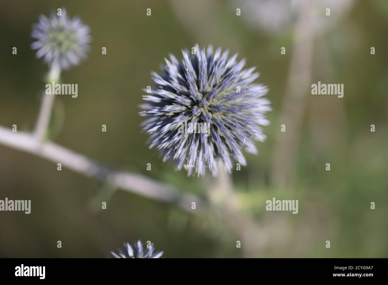 ball thistles in Mainz Germany Stock Photo