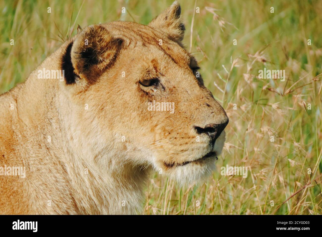 African lioness in the grass in Masai Mara National Reserve, Kenya. Stock Photo