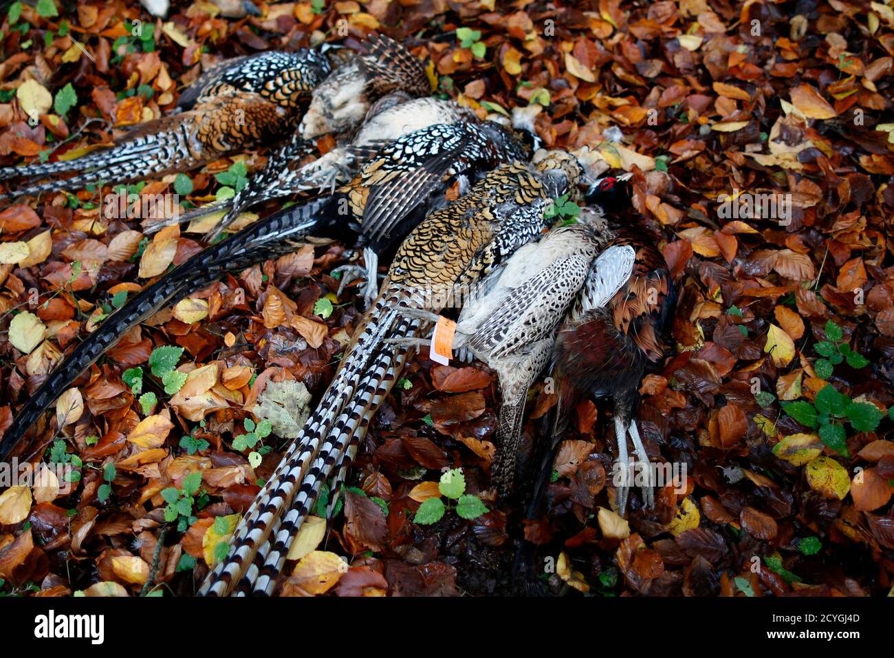 Killed pheasants are presented on the ground during the hunt in a forest at  Bayenghem-les-Seninghem, near Saint-Omer, northern France, November 15,  2013. Game hunting is one of the most popular pastimes in