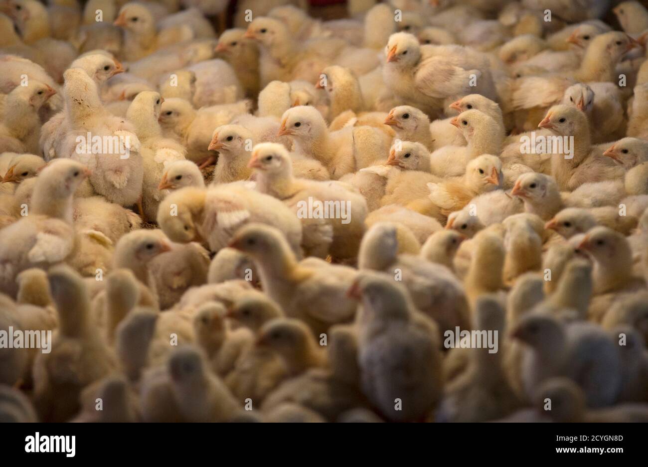 Indian chicken chicks hires stock photography and images Alamy