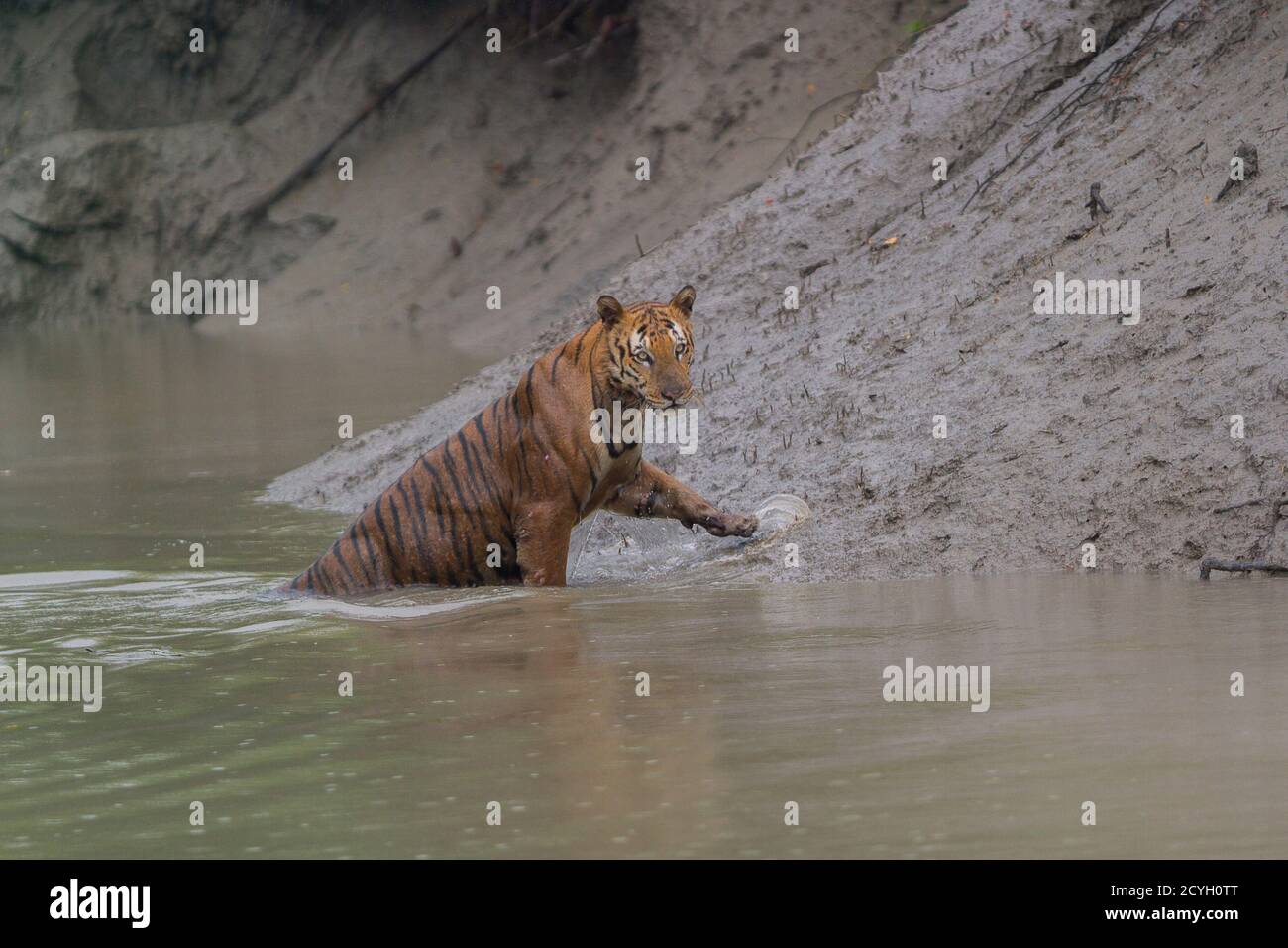 Sundarbans tiger hi-res stock photography and images - Alamy