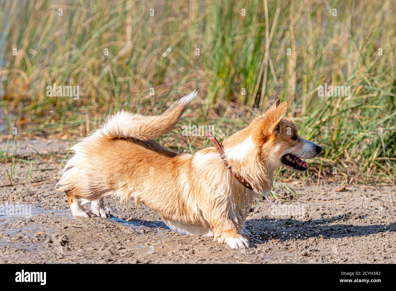Welsh Pembroke on the sandy beach, wet dog Stock Photo Alamy