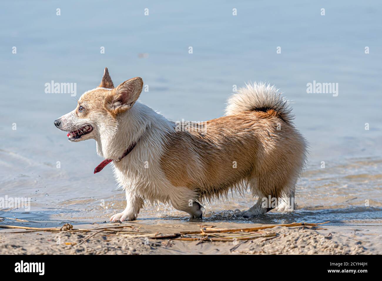 are corgis water dogs