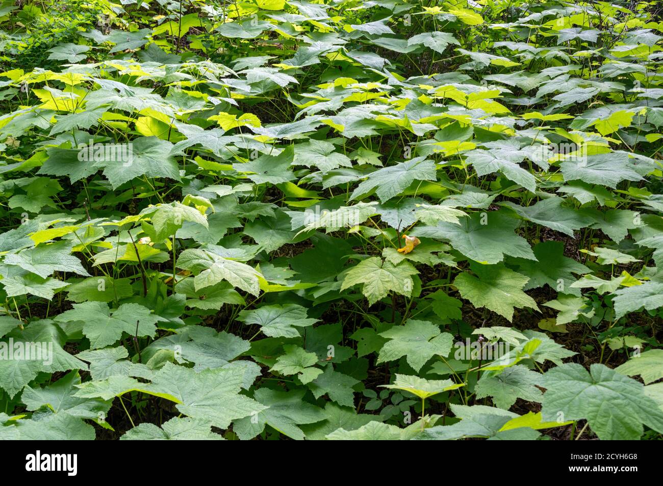 Dense ground cover greenery hi-res stock photography and images - Alamy