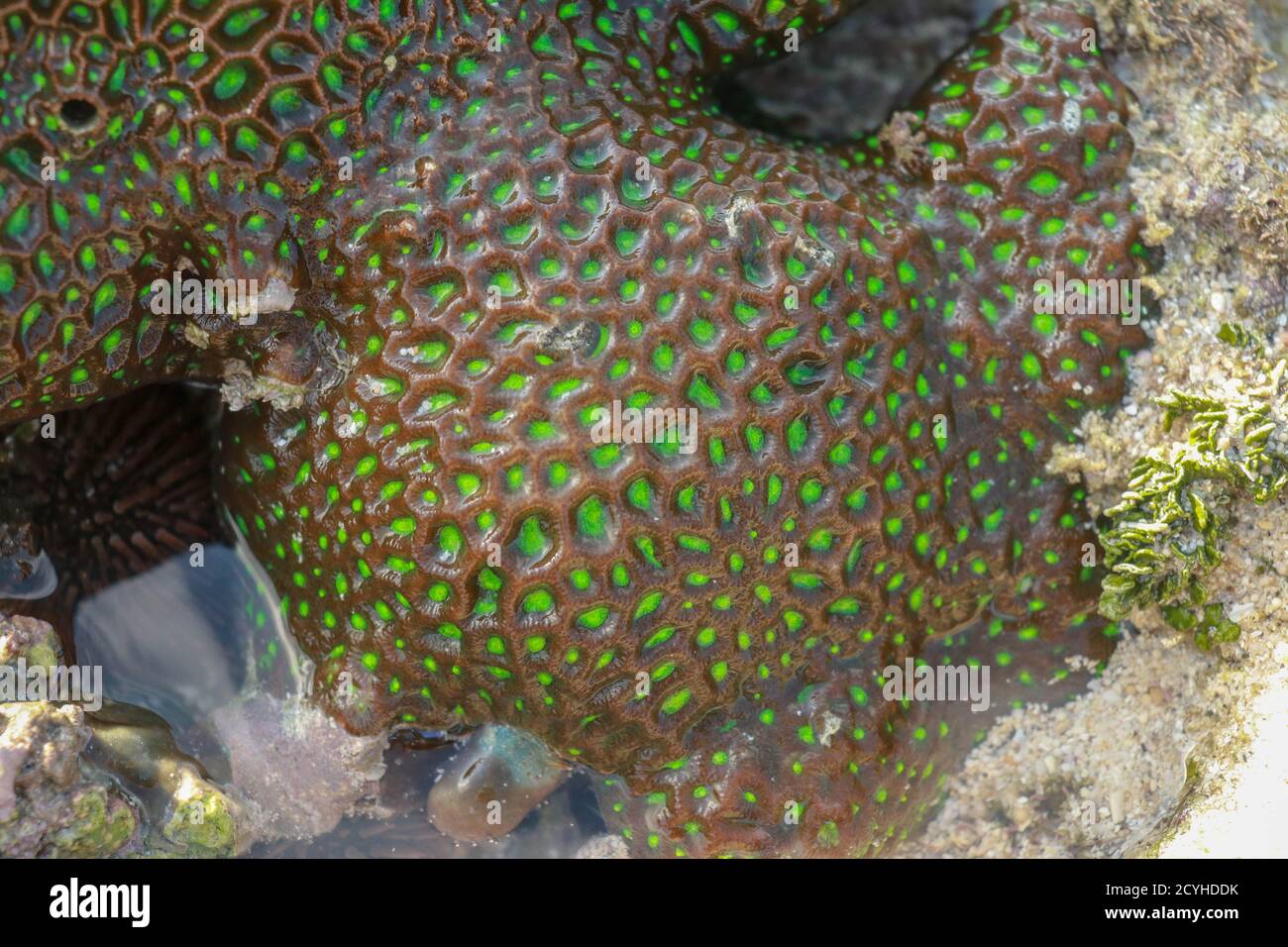 Coral reefs are built from stony corals, which in turn consist of polyps for education in nature. Green type of shallow water corals, as seen from the Stock Photo