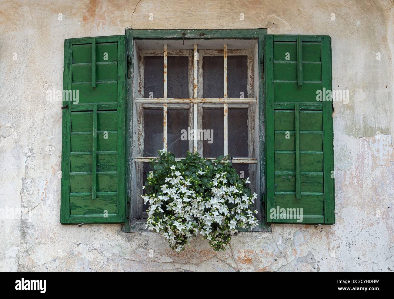 Window with wooden green shutters and white flowers Stock Photo