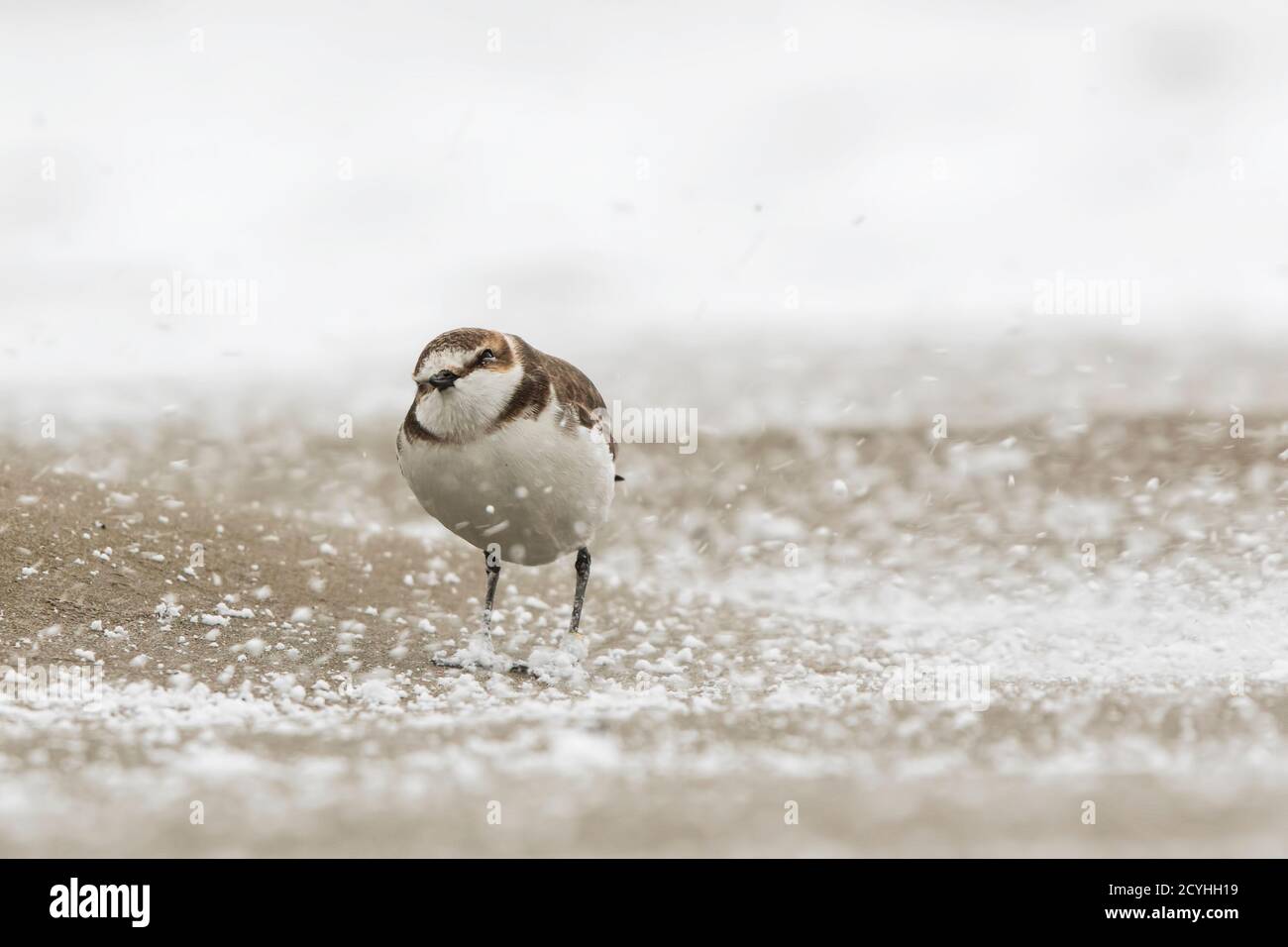A snow storm in Giulianova beach, and one kentish plover Stock Photo