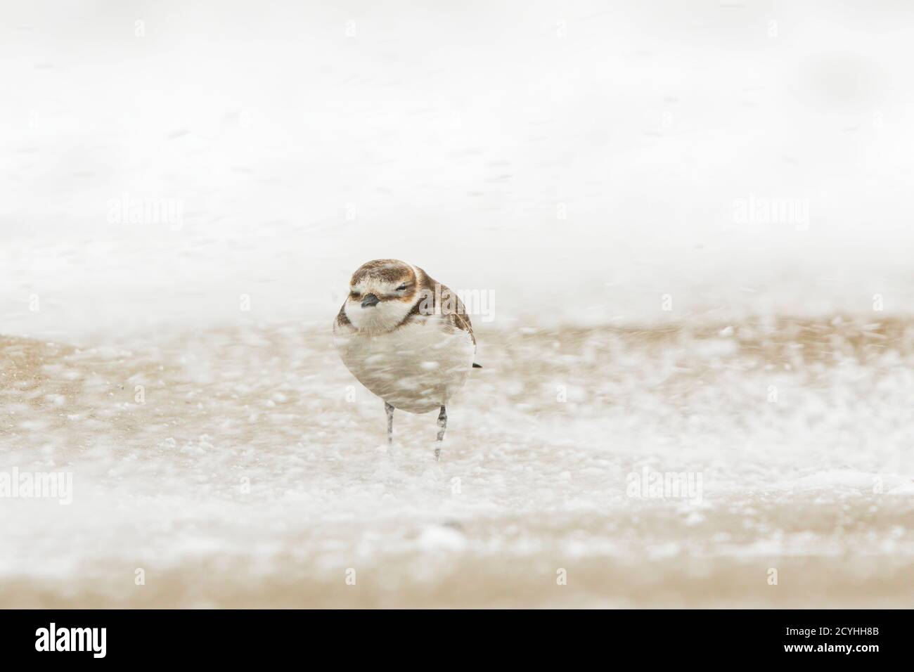 A snow storm in Giulianova beach, and one kentish plover Stock Photo