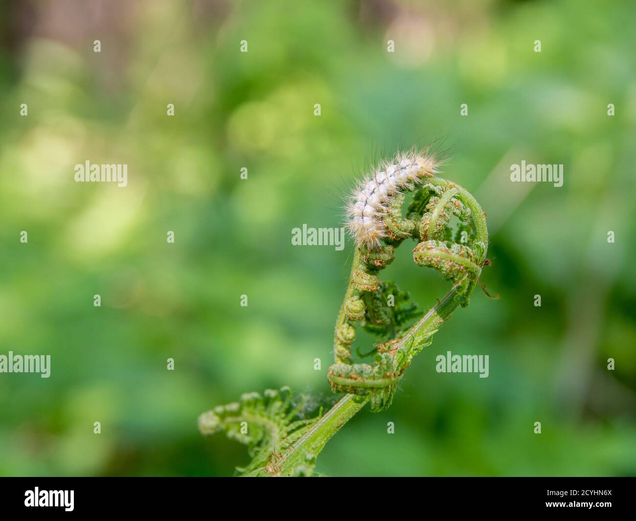 young shoots of bracken fern eaten by a light shaggy caterpillar, selective focus Stock Photo