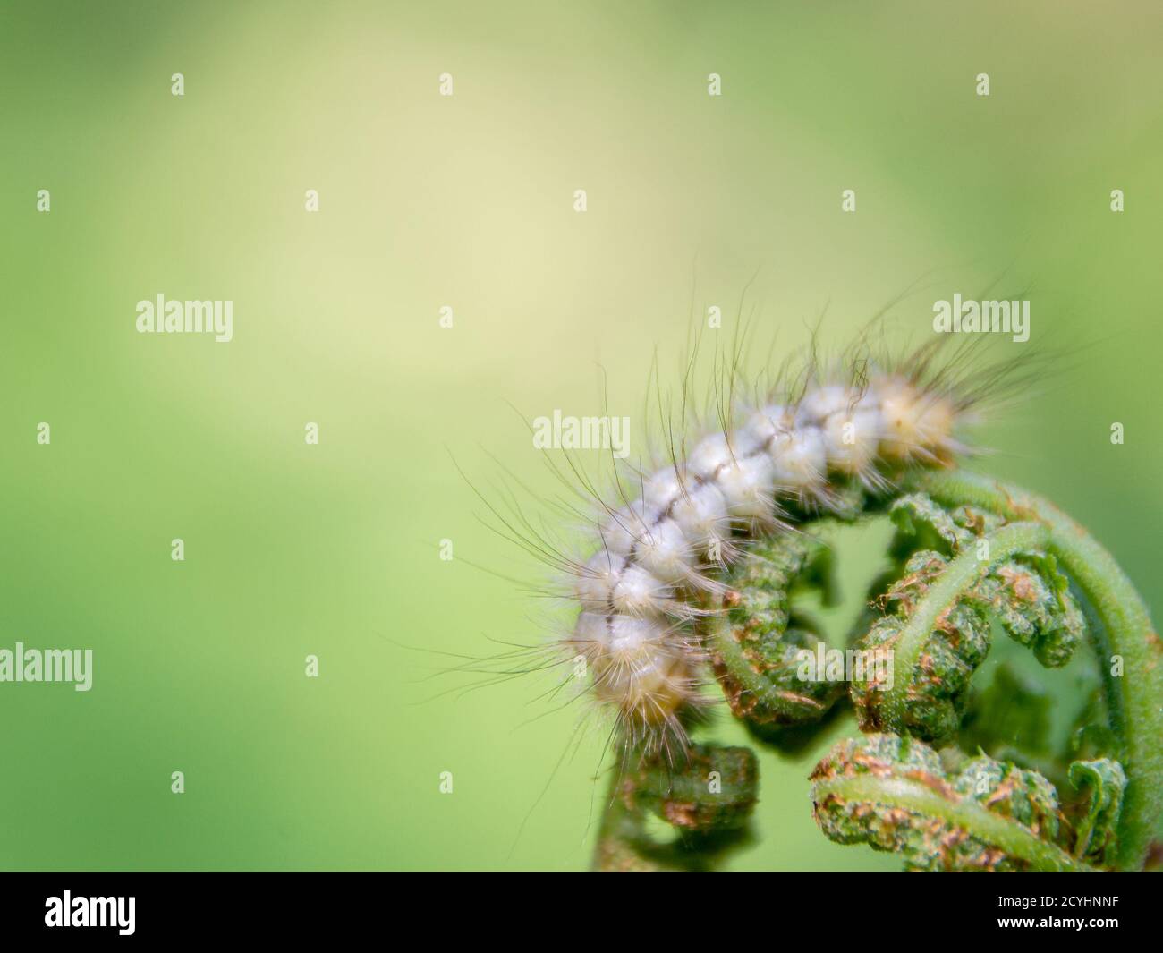 white hairy caterpillar on fern shoots with place for text, selective focus Stock Photo