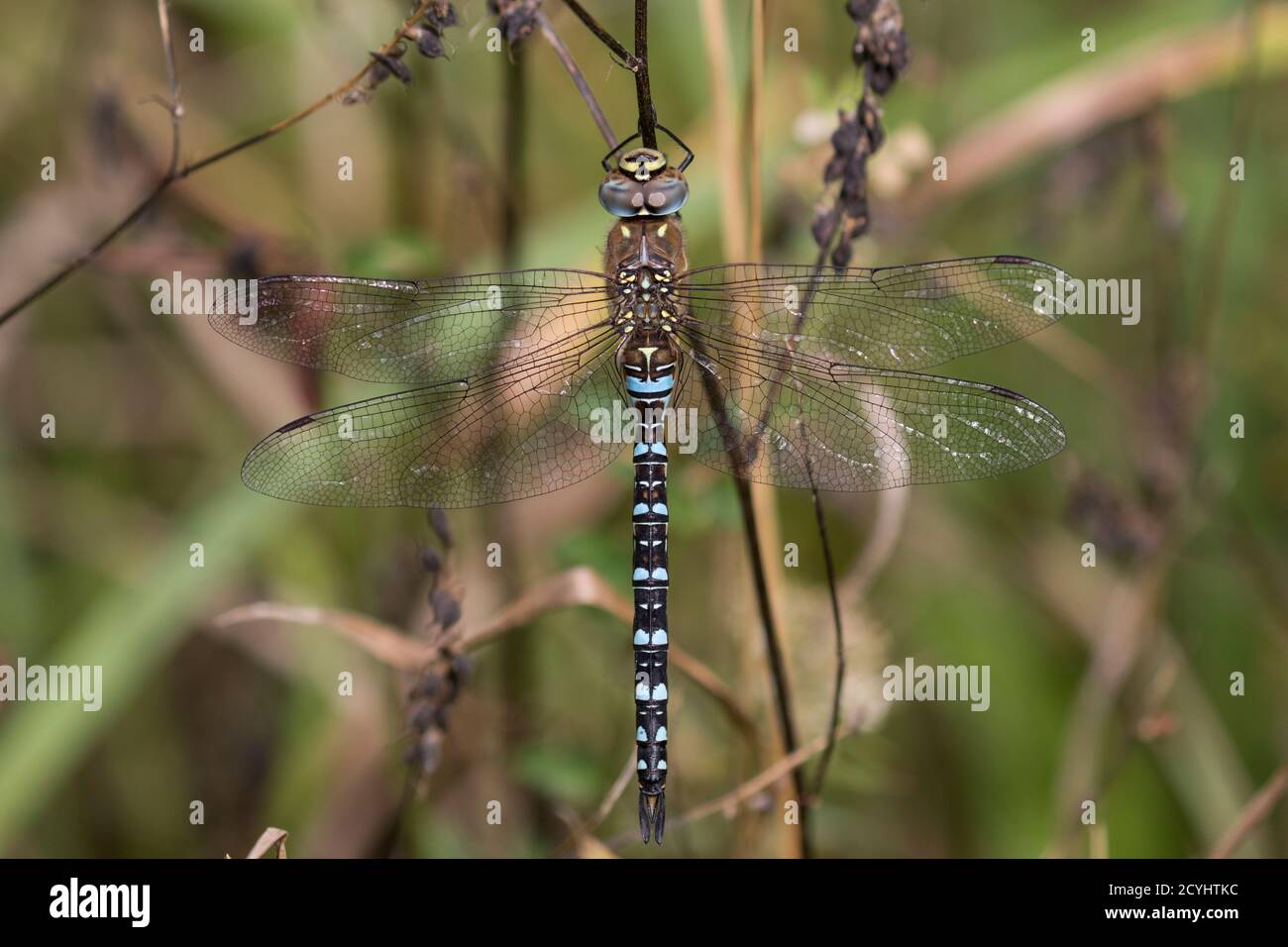 Southern hawker dragonfly resting Stock Photo