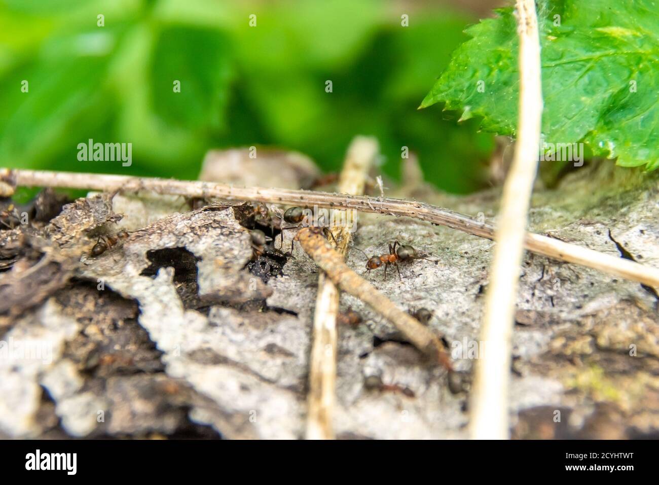 two ants carry a twig for building an anthill, selective focus Stock Photo