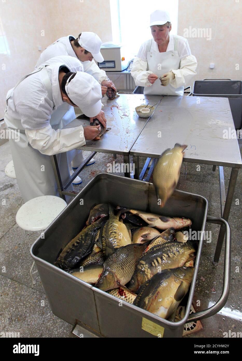 Employees remove hypophysis glands from carps at a state fish farm in the village of Aziorny, some 50 km (31 miles) east of Minsk, March 16, 2011. The gland is used to stimulate the excretion of a hormone, which when injected into other carps speeds up spawning independent of weather conditions.  REUTERS/Vasily Fedosenko  (BELARUS - Tags: ANIMALS ENVIRONMENT SOCIETY) Stock Photo