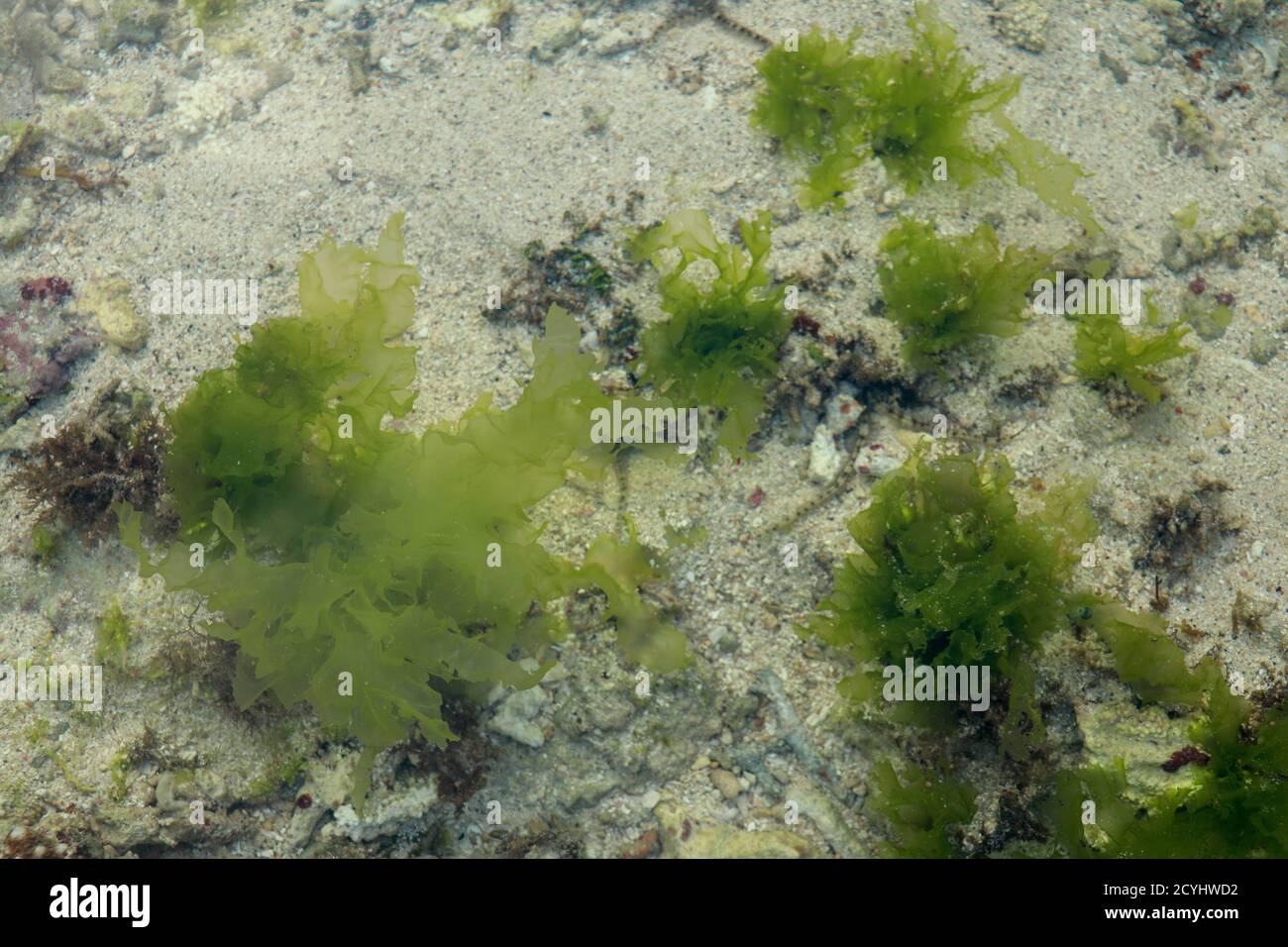 Sea Grass Ecosystem High Resolution Stock Photography and Images - Alamy