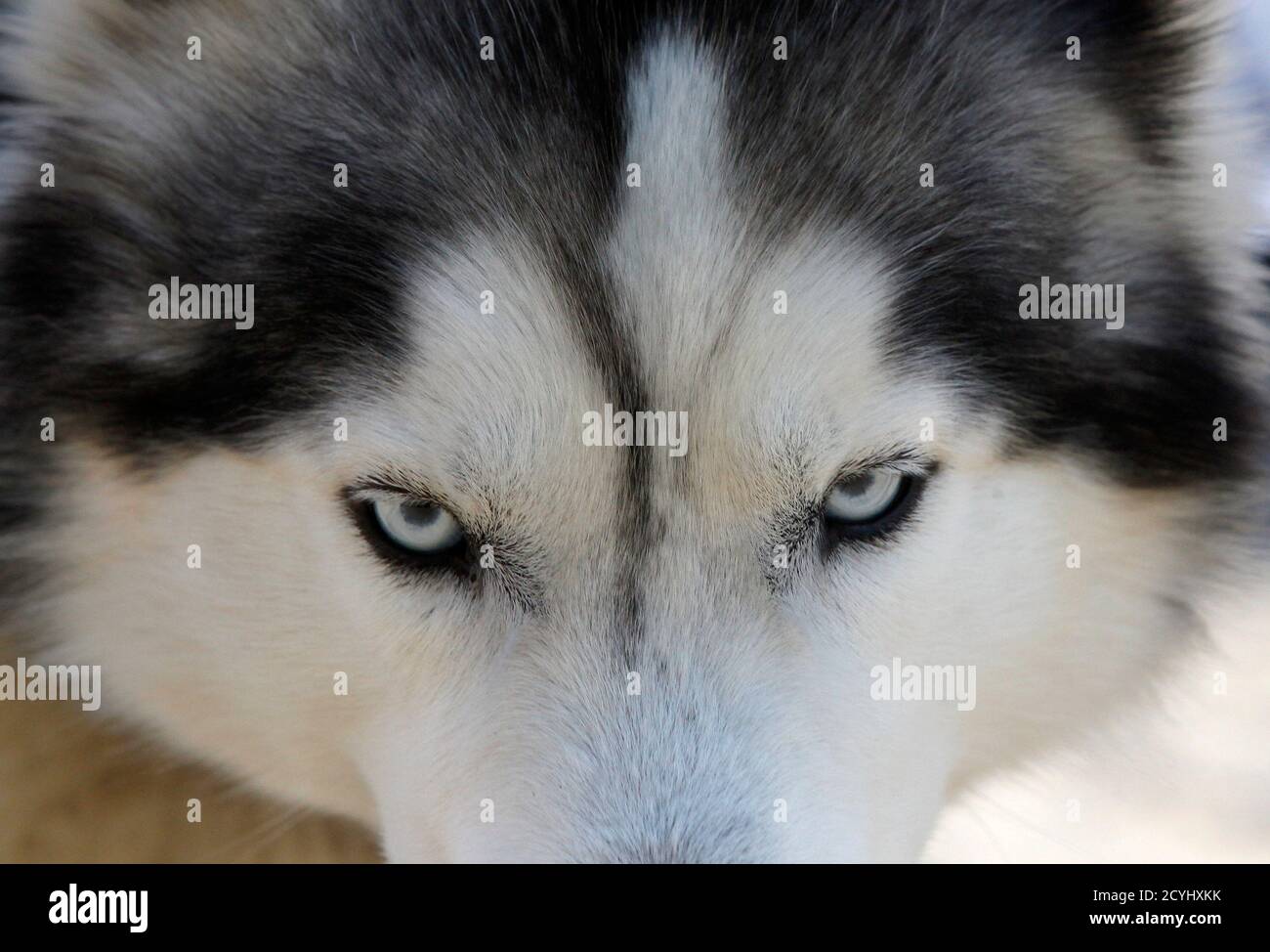 double coat husky