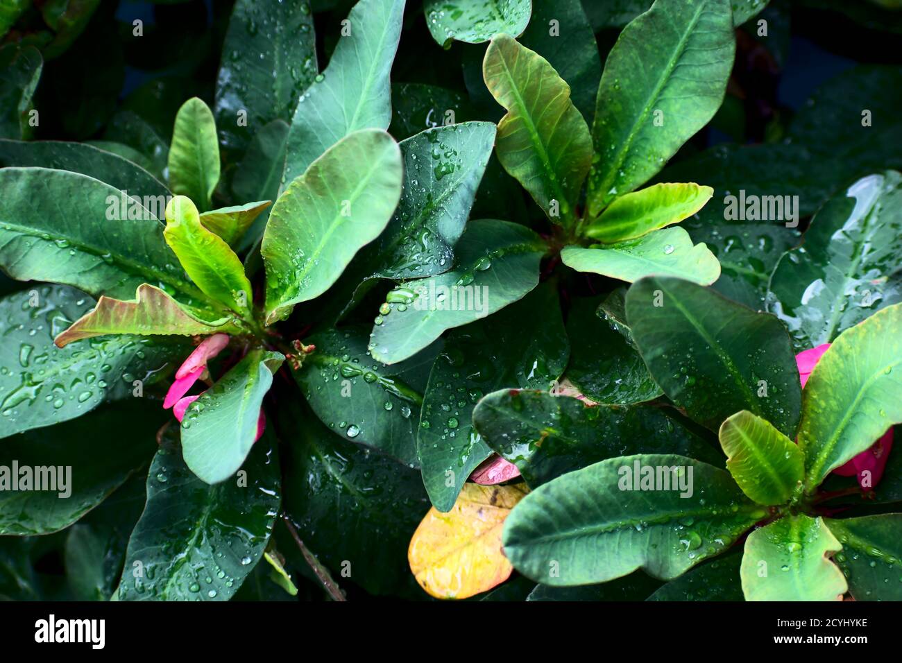 Nature background concept.Close up of foliage with rain drops Stock Photo