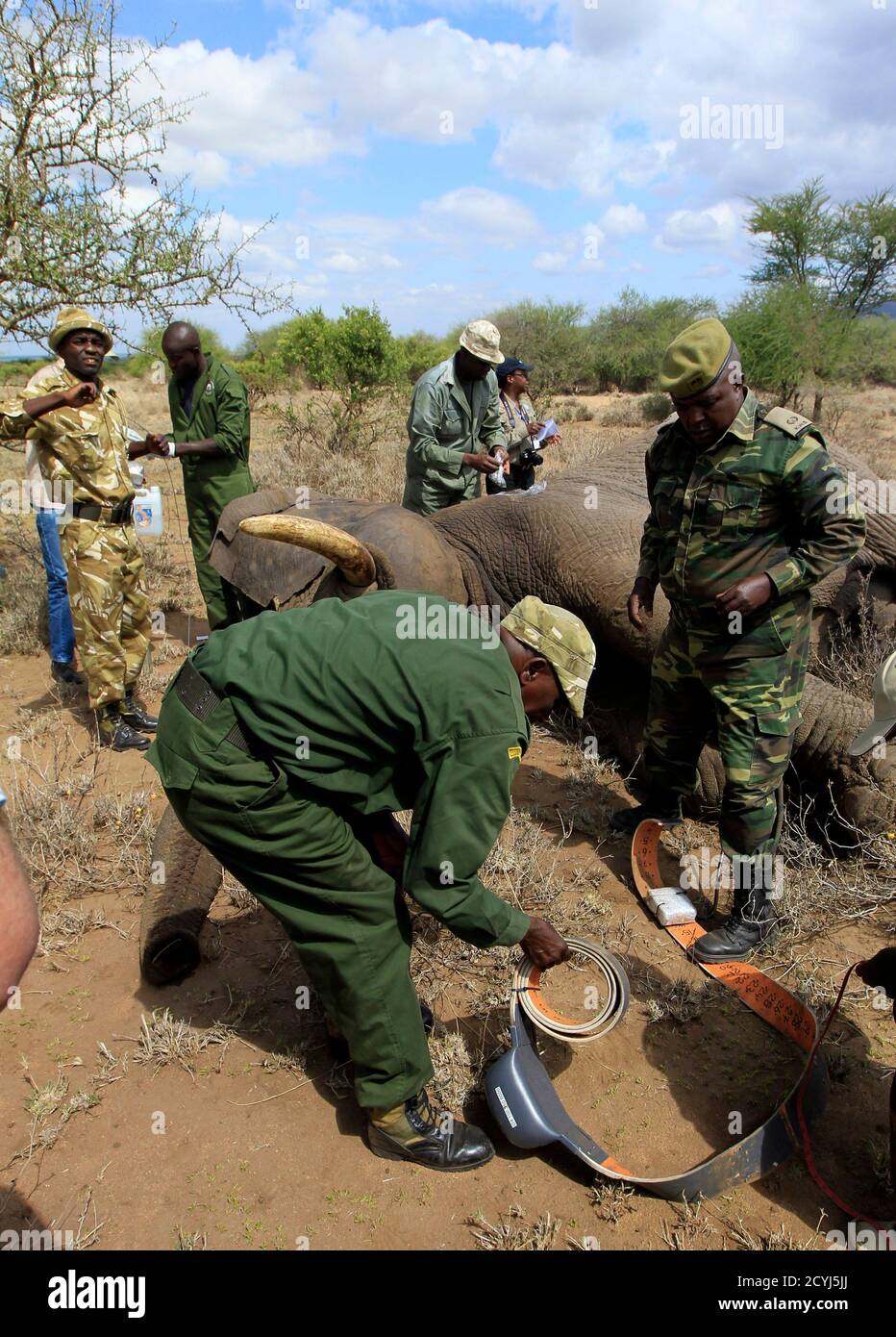 Kenya Wildlife Services (KWS) personnel prepares to fit an electronic data collar on an immobilized male elephant  south of Kajiado 120km (75 Miles) south of capital Nairobi, December 3, 2013. The wildlife body is collaring elephants along the Amboseli ecosystem to monitor movement patterns of the animals due to shrinking land availability with the ever increasing human settlement. REUTERS/Noor Khamis (KENYA - Tags: ENVIRONMENT SOCIETY SCIENCE TECHNOLOGY) Stock Photo