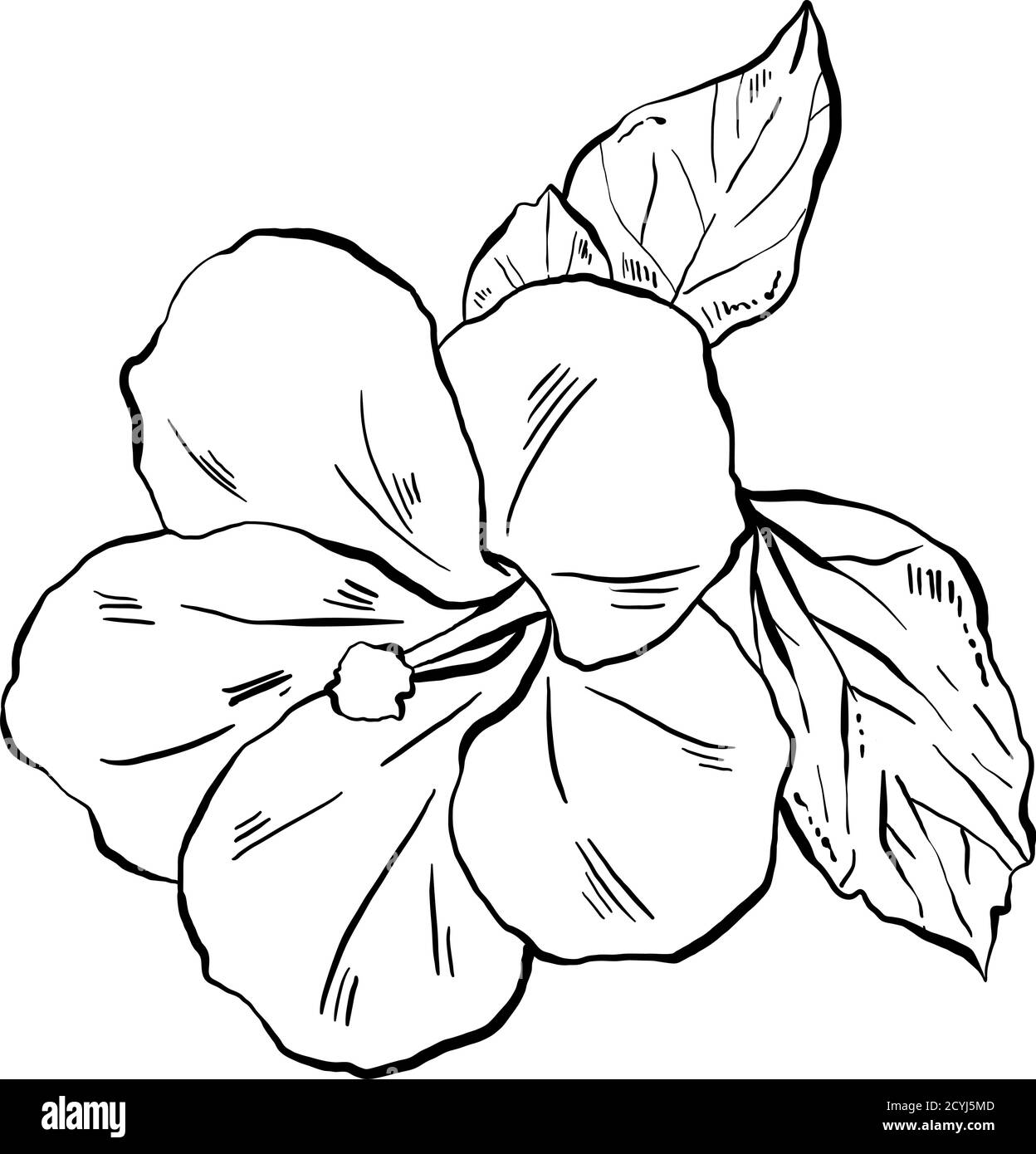 Hibiscus Flower Drawing Black and White Stock Photos & Images - Alamy