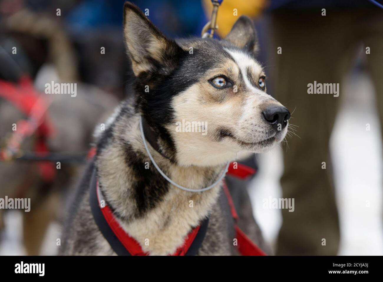 Katherine meyer hires stock photography and images Alamy