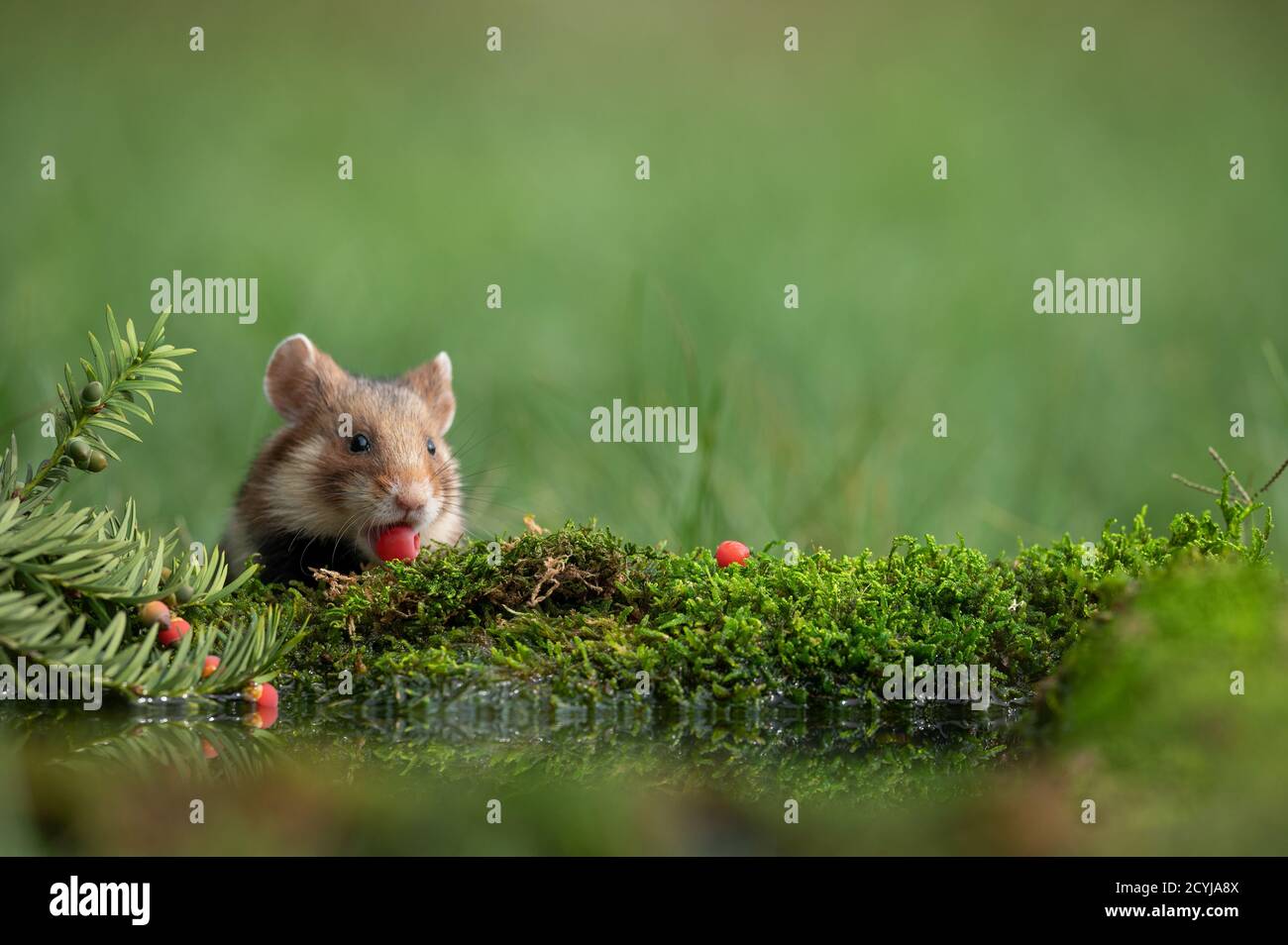 Feldhamster und Brombeeren Luftakrobat Ansichtskarte common hamster