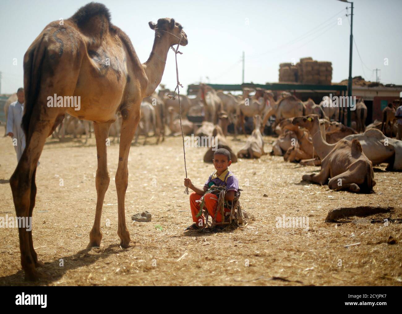 Camel Herd Sudan High Resolution Stock Photography And Images Alamy