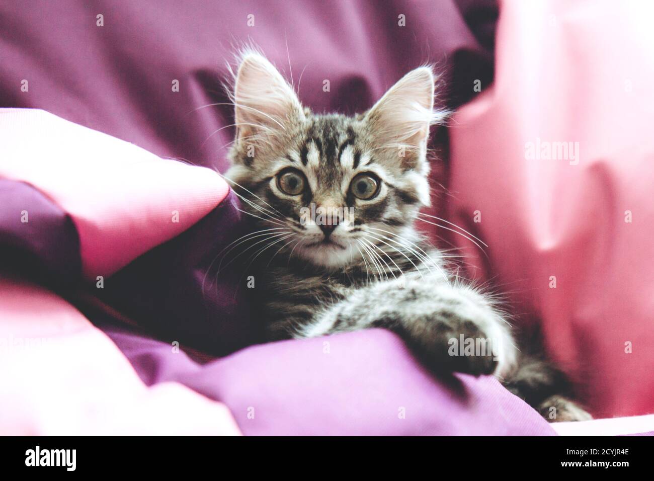 Funny gray tabby cute kitten with beautiful big eyes on bright trendy pink background. Lovely fluffy cat on colored background. Fluffy pet is gazing c Stock Photo