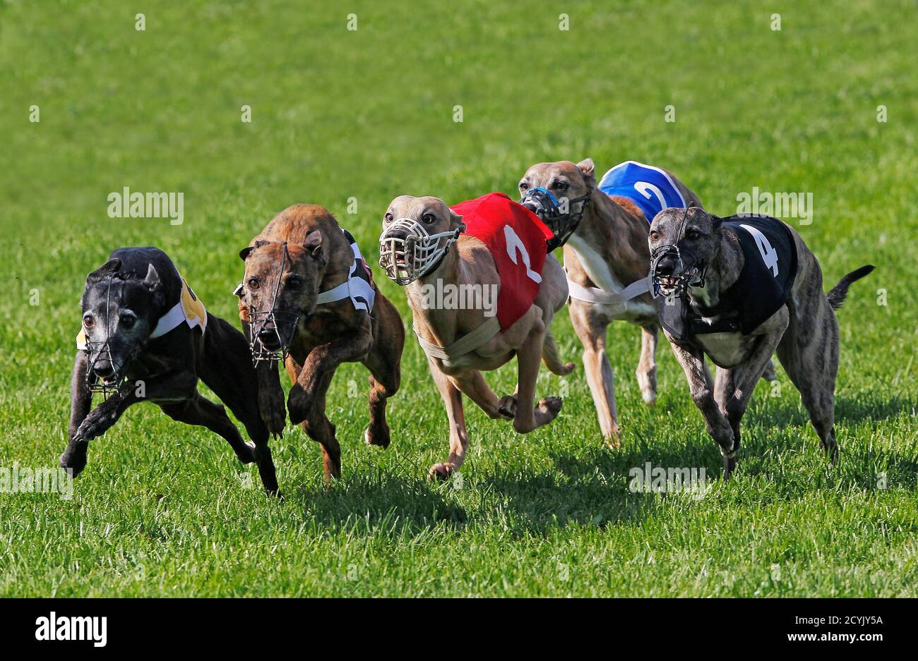 penny meadow whippets