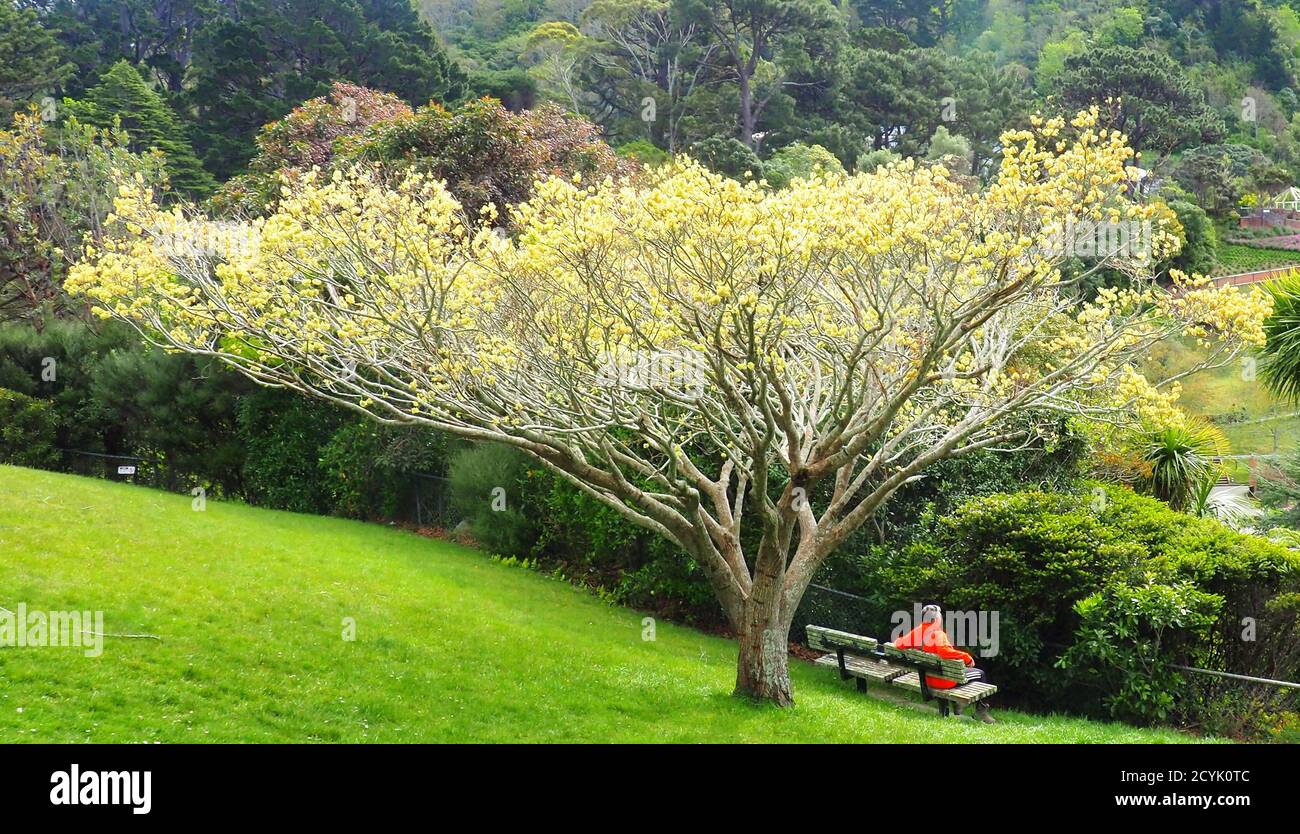 Spring in the Wellington Botanic Garden (NZ) and a middle aged woman takes a breather under a golden elm Stock Photo