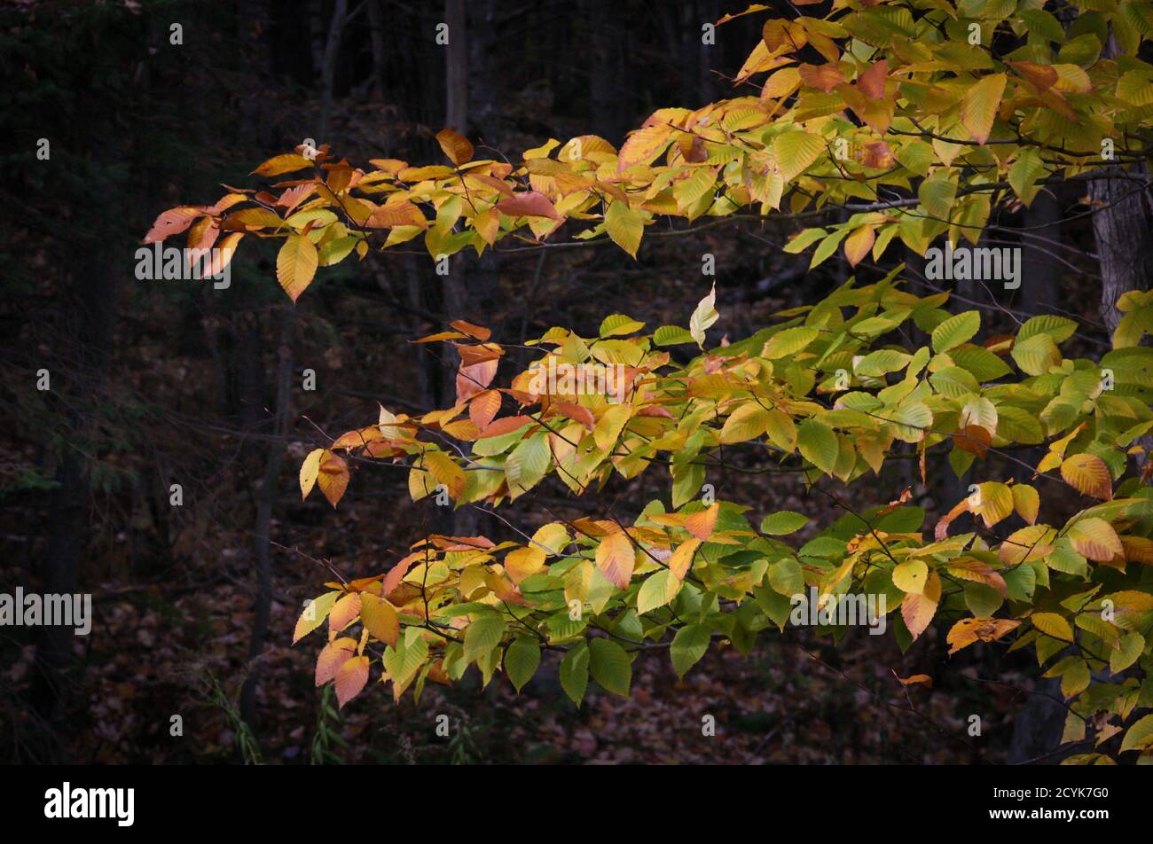 TallantImages Leaf, Leaves Laurentians Stock Photo