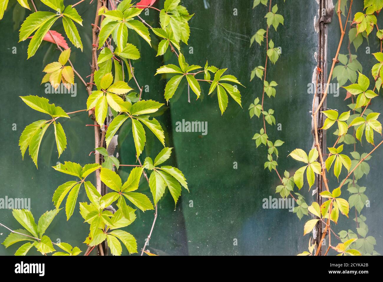 climbing plants on the building Stock Photo Alamy
