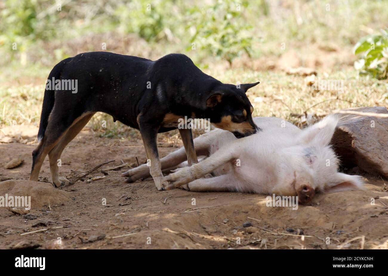 A dog plays with a pig in the village of Kogelo, west of Kenya's capital Nairobi, July 15, 2015. U.S. President Barack Obama visits Kenya and Ethiopia later this month. His ancestral home of Kogelo is home to Sarah Hussein Obama, his step-grandmother. The Kenyan village, burial place of Obama's father, features an open-pit goldmine, a pork butcher's, a school named after their most famous son and outdoor market stalls. Villagers get around by motorbike taxi or on foot while a donkey-cart transports water. Children, some of them named Obama in honour of the President, walk to and from school to Stock Photo