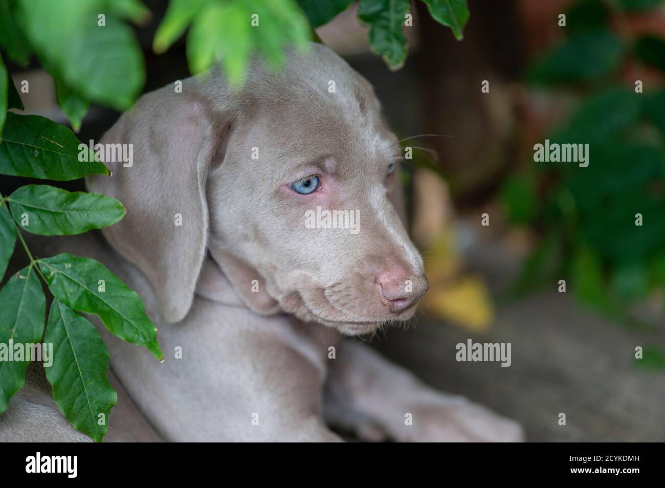 Weimaraner Puppies Stock Photo