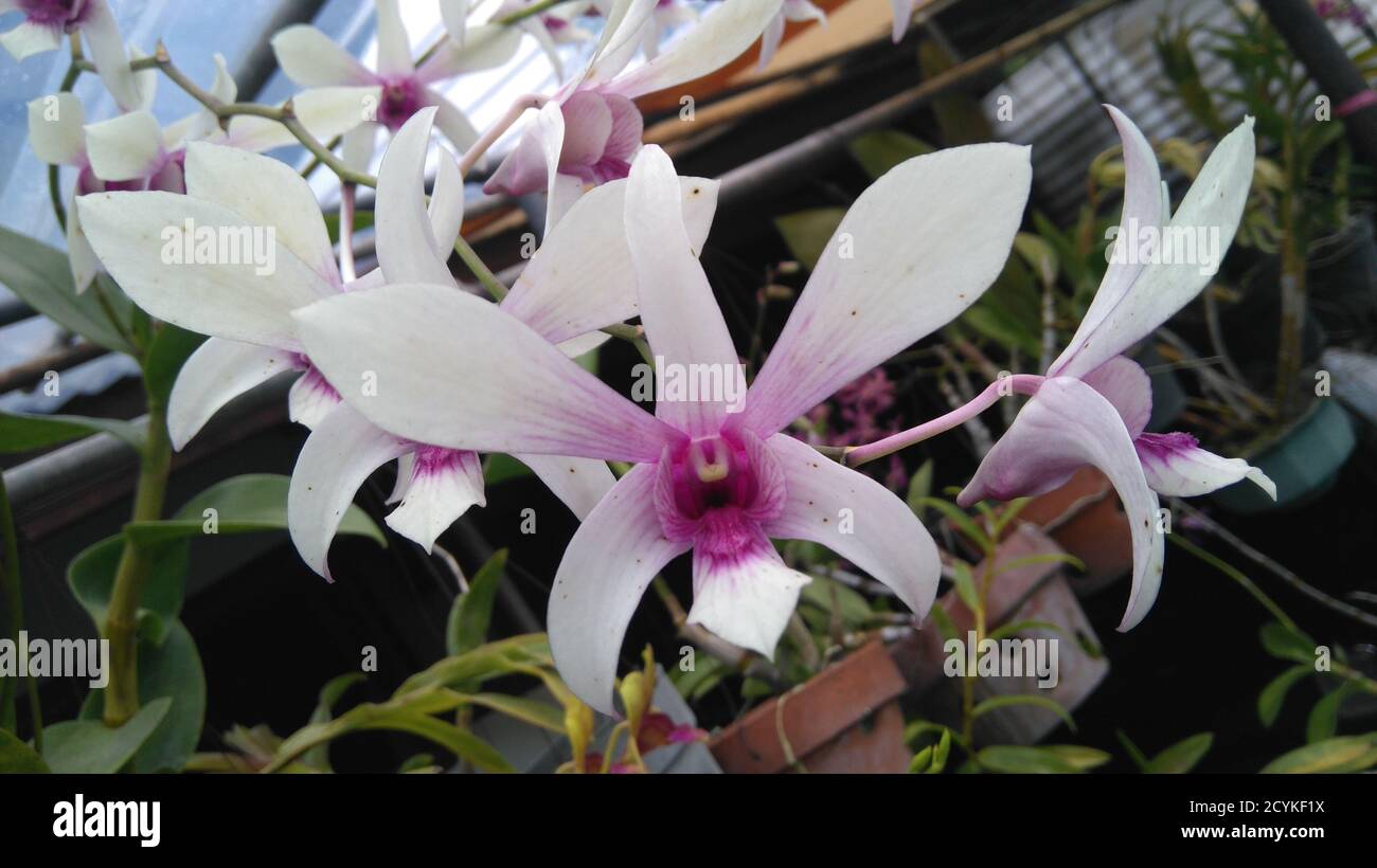 Cattleya Crispa Laelia Flowers Are Placed In Pots And Sold In Flower Shops Stock Photo