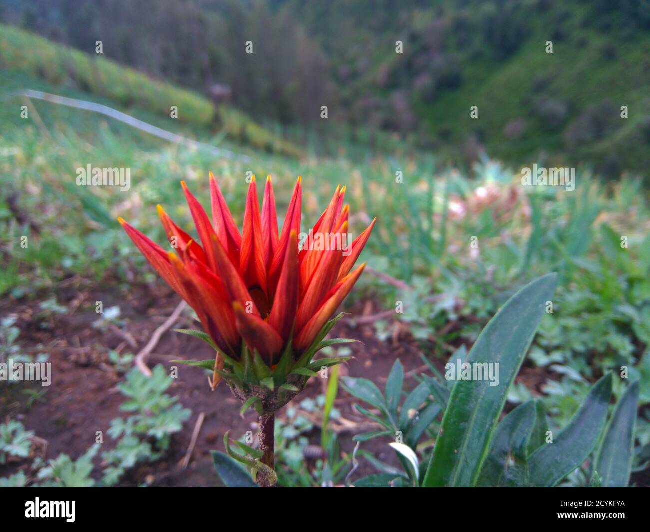 Beautiful Red Castilleja Plant also known as Indian Paintbrush Grows In Mountains. Stock Photo