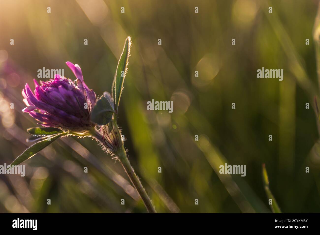 Wildflower clover hi-res stock photography and images - Alamy
