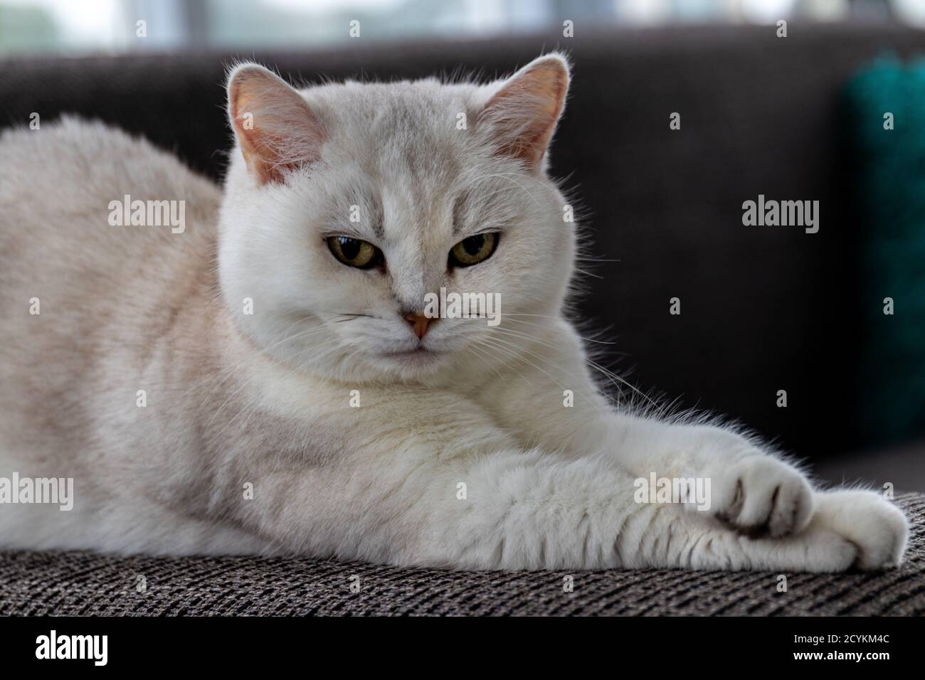 Close-up cat, british shorthair silver shaded sitting on a couch. Stock Photo