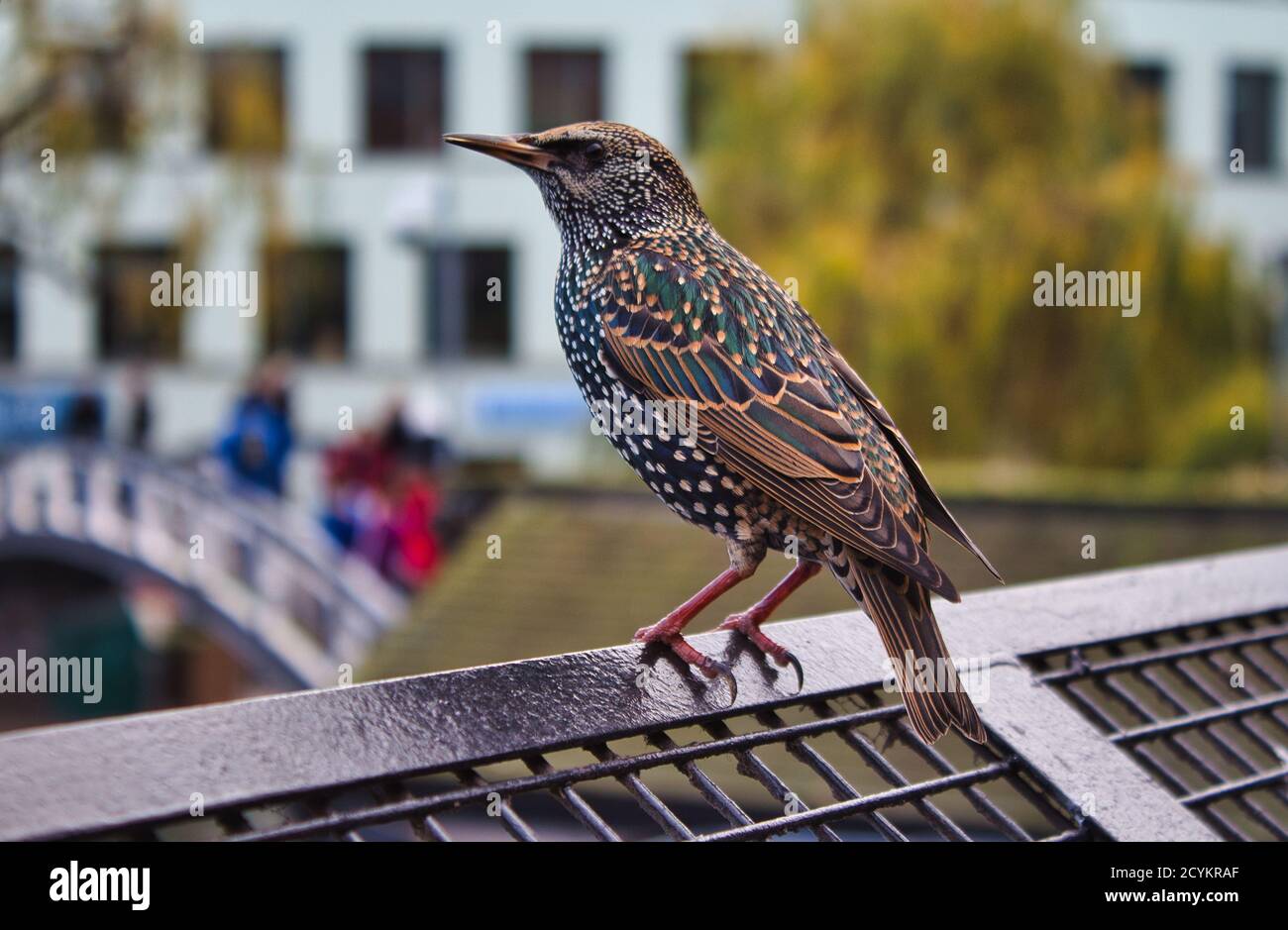 Common starling on a fence in Camdem market Stock Photo