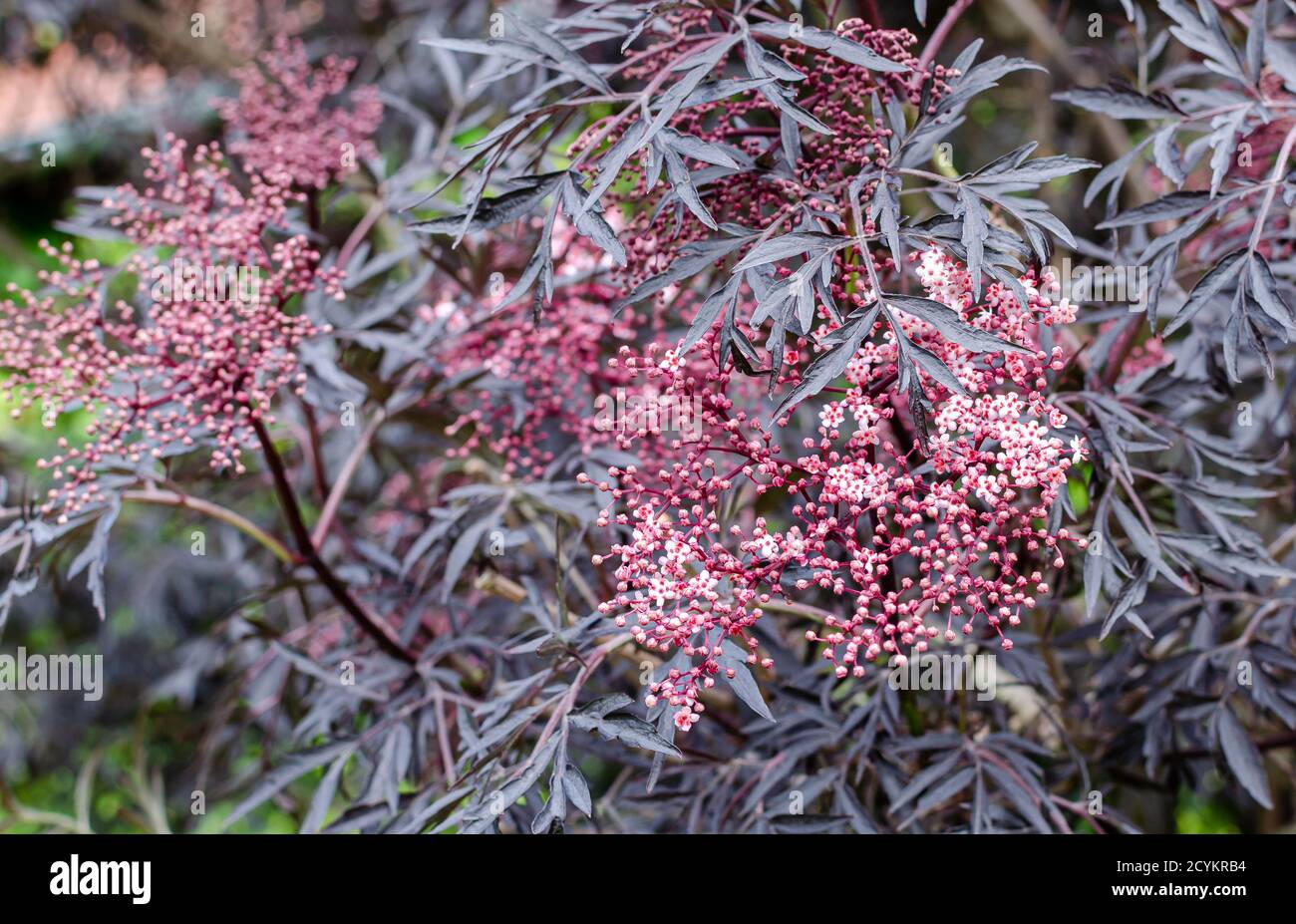 Sambucus nigra 'Eva' is blooming with its black and purple leaves and creamy pink flowers Stock Photo