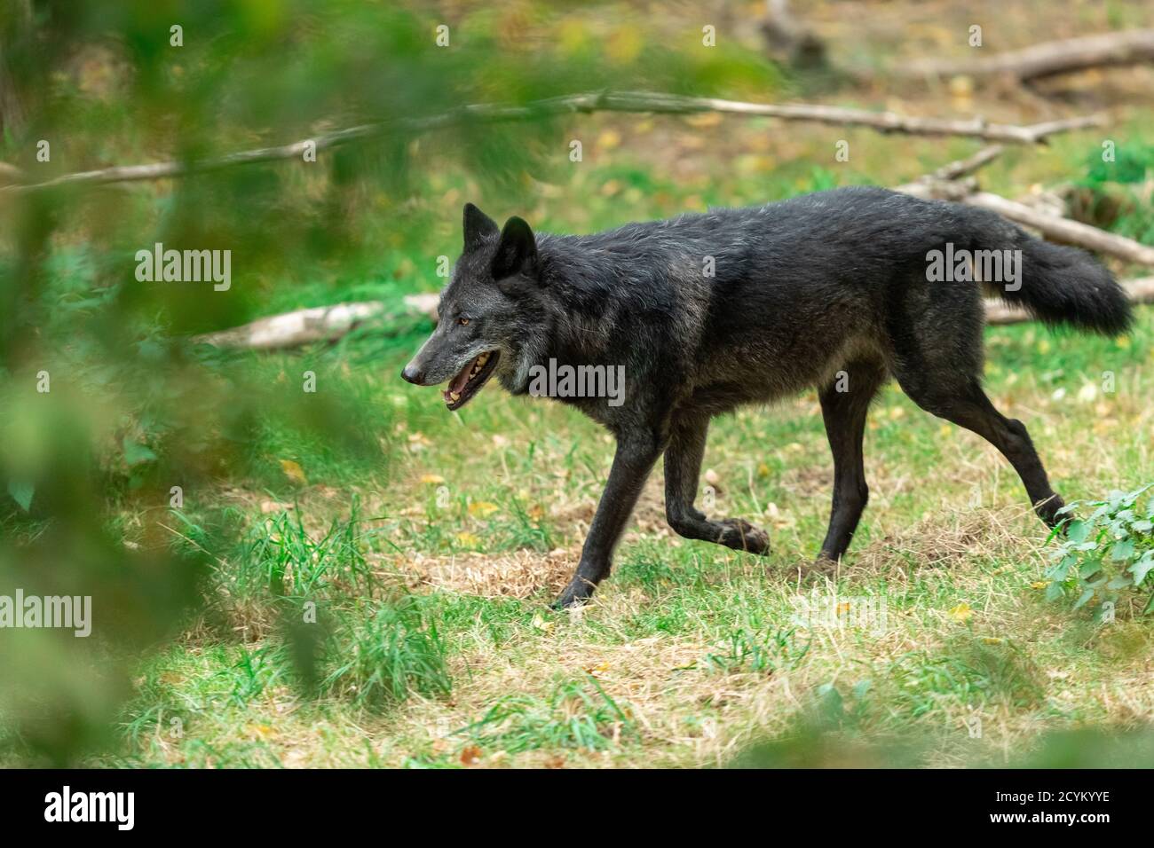 Black wolf in the forest Stock Photo Alamy