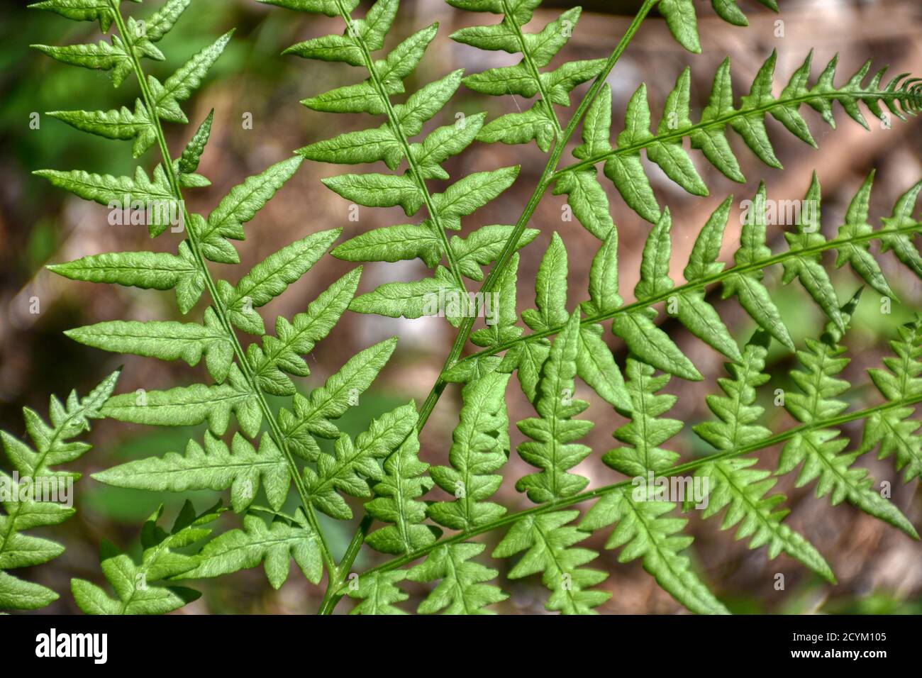 Farn, Osmunda regalis, Königsfarn, Rispenfarn , Blatt, Blätter, Trieb