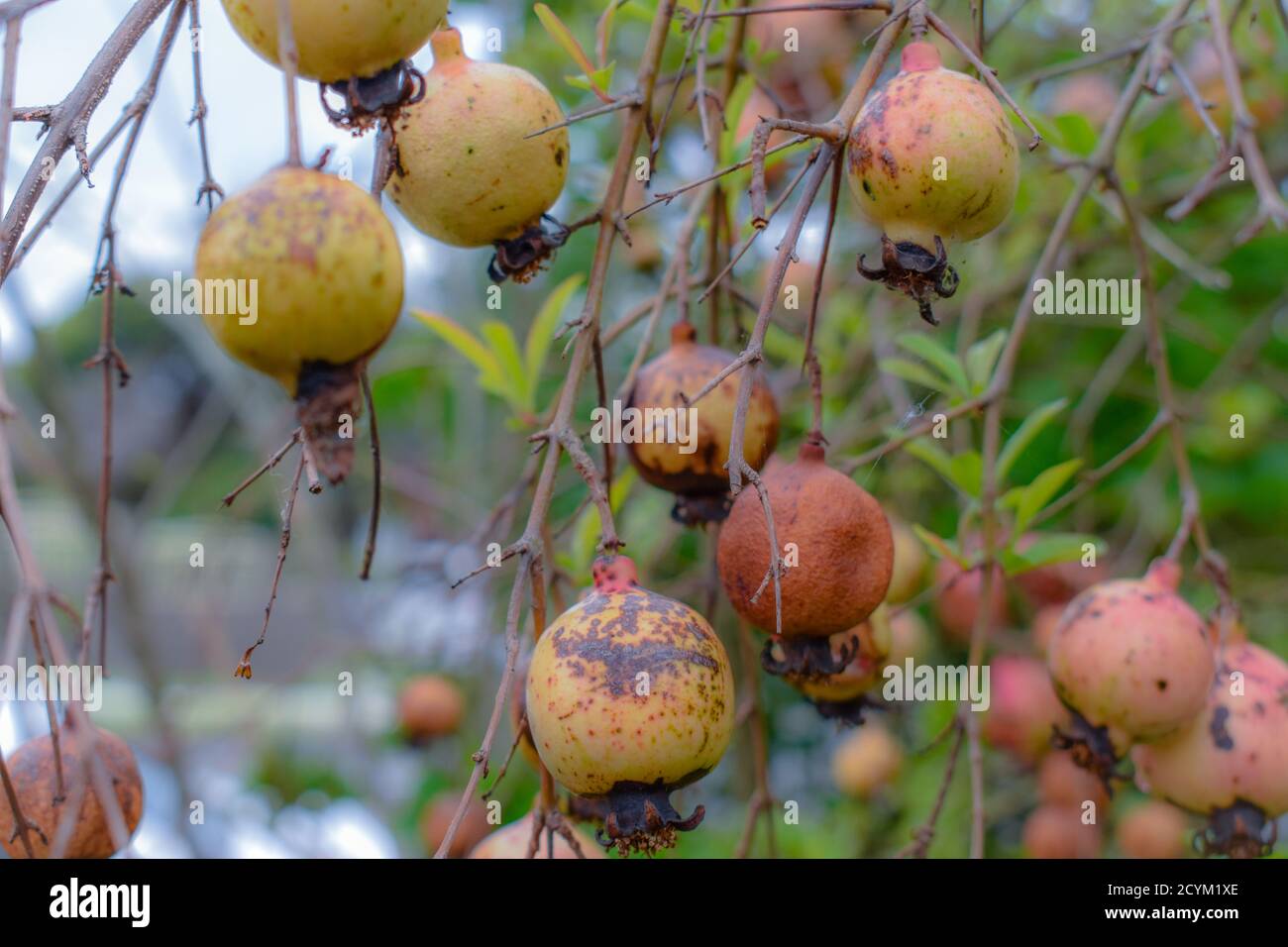 ripe ornamental pomegranates in the sun. Stock Photo