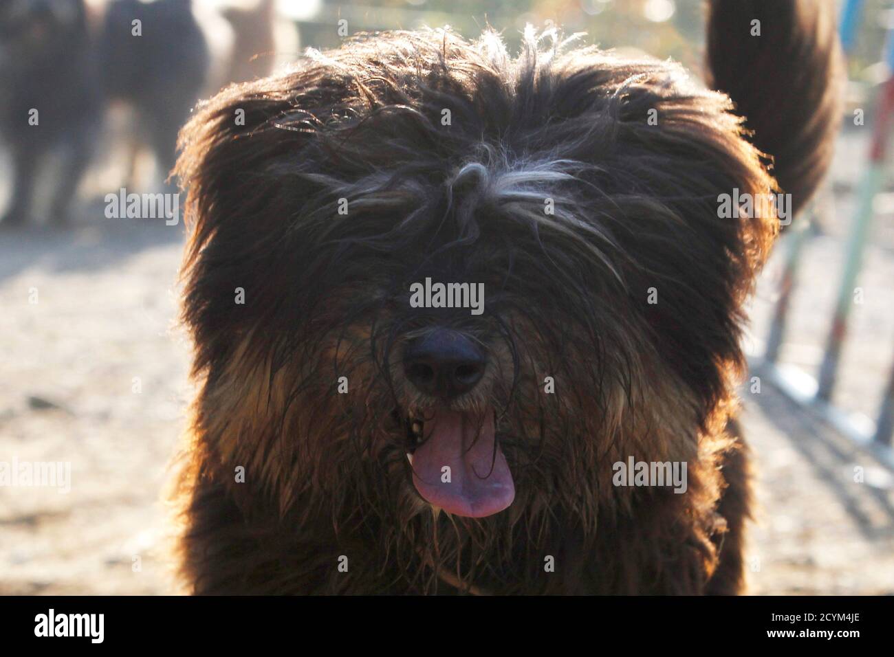 alamy