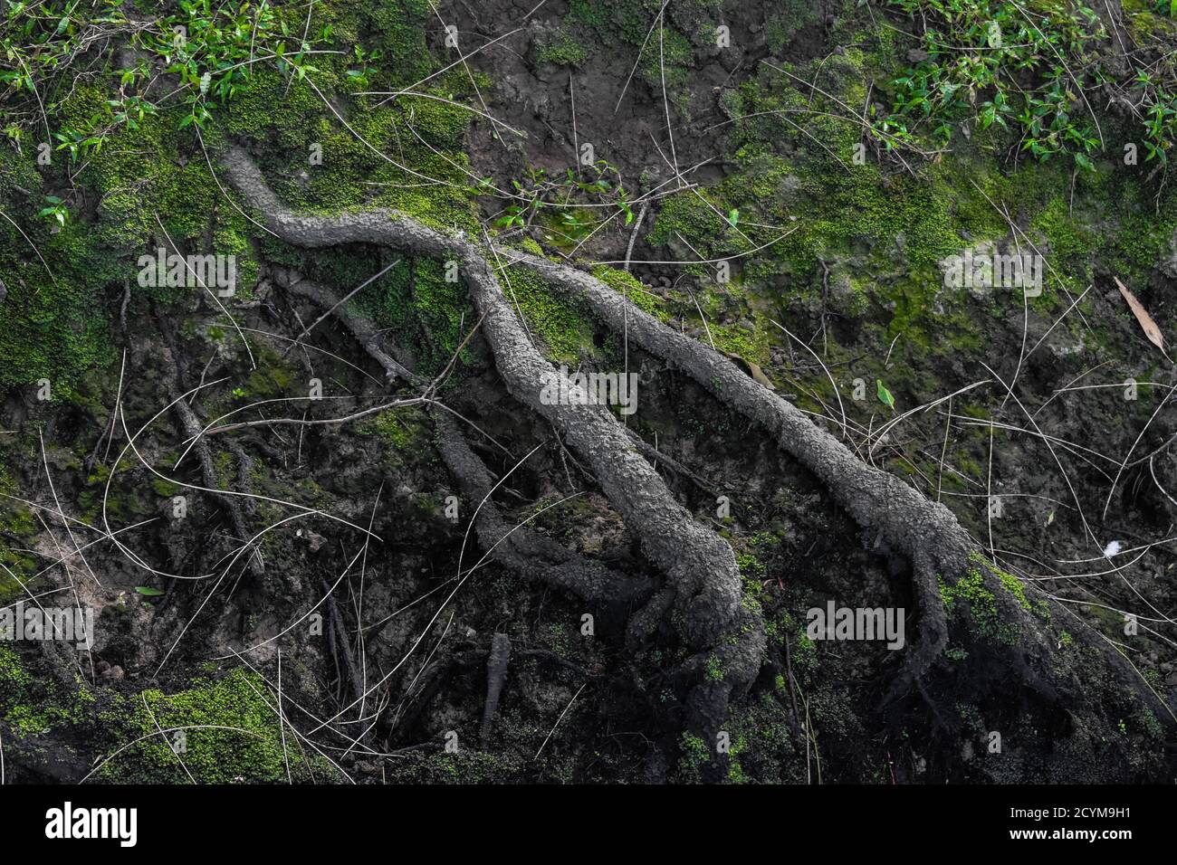 Tree roots surrounded by some shrubbery and moss with some tree needles covering the floor. The mud is also cracked. Stock Photo