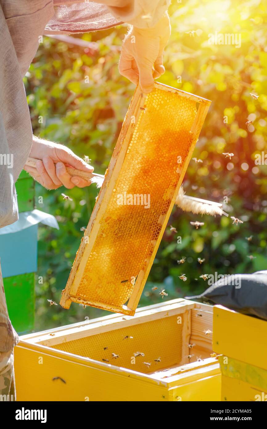 beekeeper works on apiary in summer. Getting honey from bee house hive. Apiculture. Beeswax. Beekeeping. Vertical Stock Photo