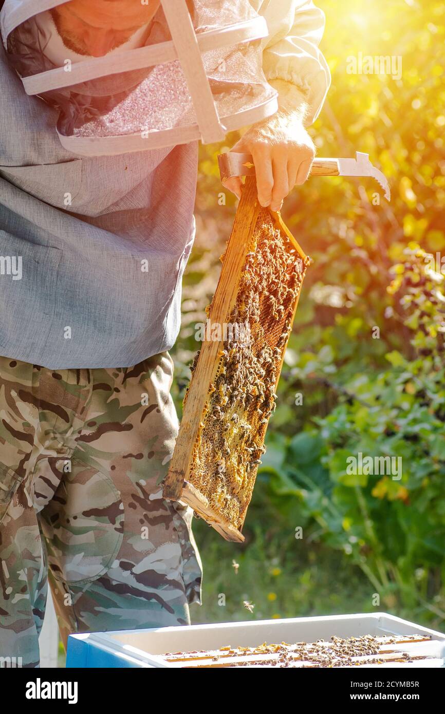 apiarist with full equipment checking hives. beekeeper works with apiaries and beehives in apiary. Stock Photo