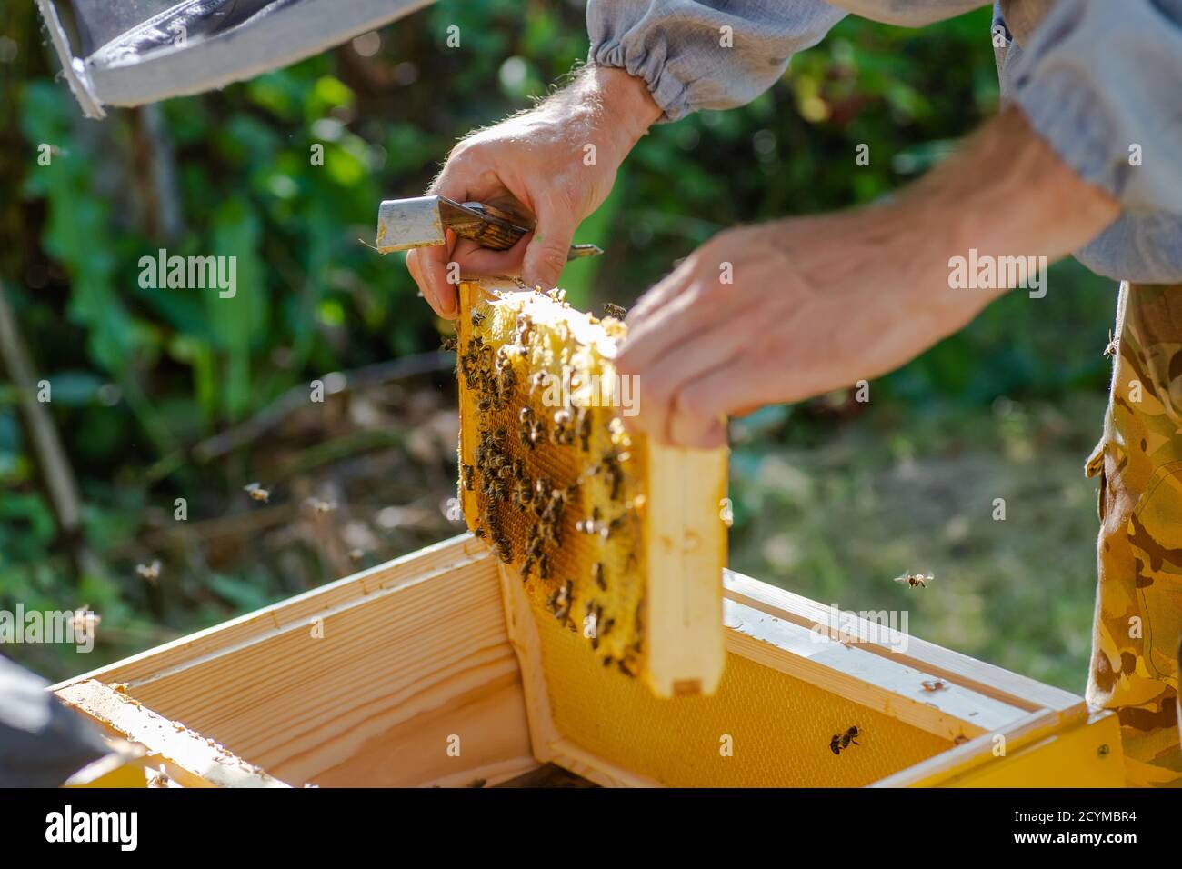 Beehive Spring Management. beekeeper inspecting bee hive and prepares ...