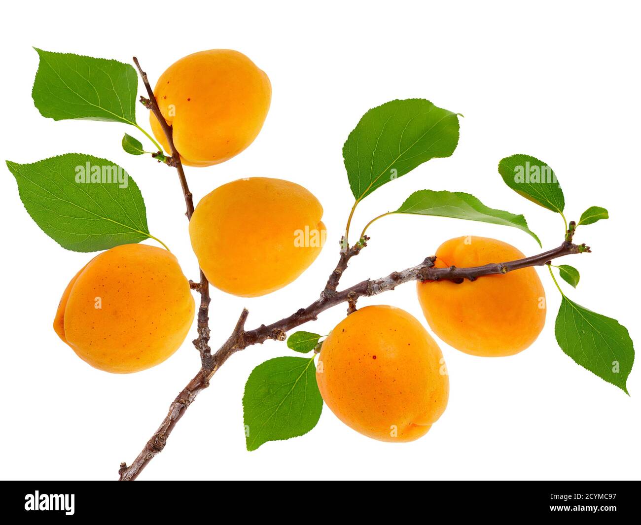 apricot orange jordan 1 release date