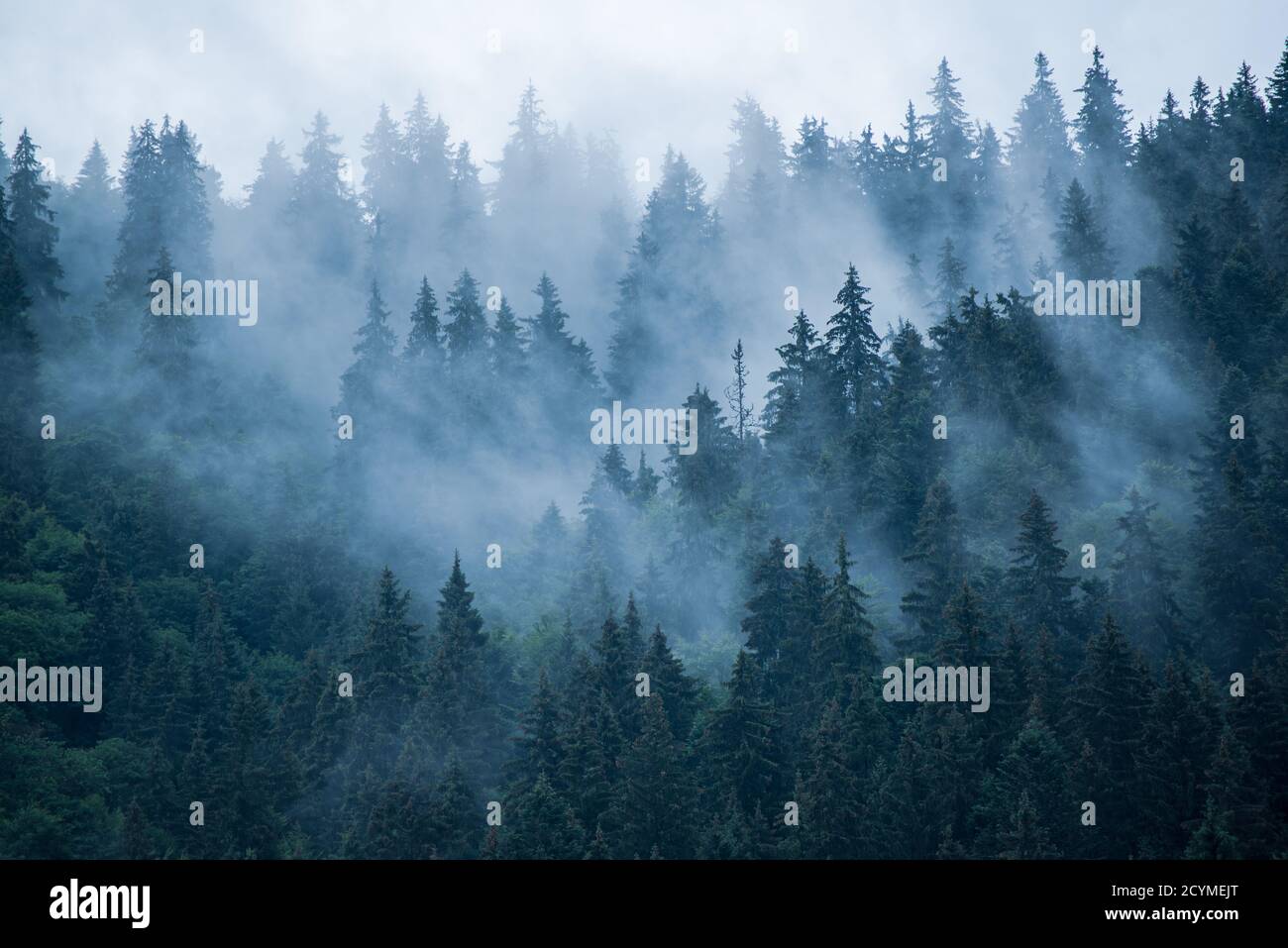 Misty foggy mountain landscape with fir forest and copyspace in vintage ...