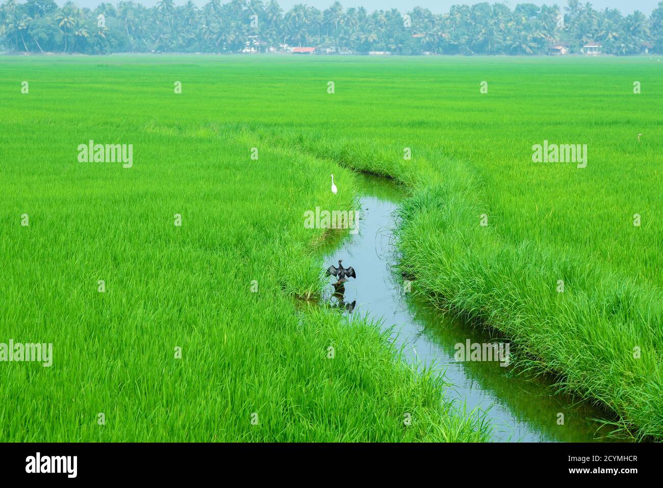 ALAPPUZHA, INDIA - JANUARY 18:  Black bird sitting in lush green field of paddy cultivation or  Indian farmland on  Alleppey Kuttanad Kerala, Stock Photo
