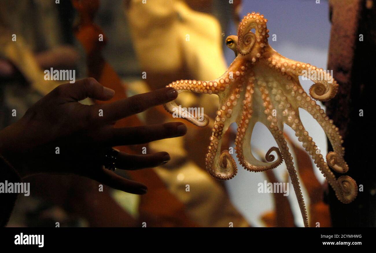 Octopus Paul II is presented to the media at the Sea Life Centre in the  western German city of Oberhausen, November 3, 2010. Paul II replaces World  Cup oracle Octopus Paul, who